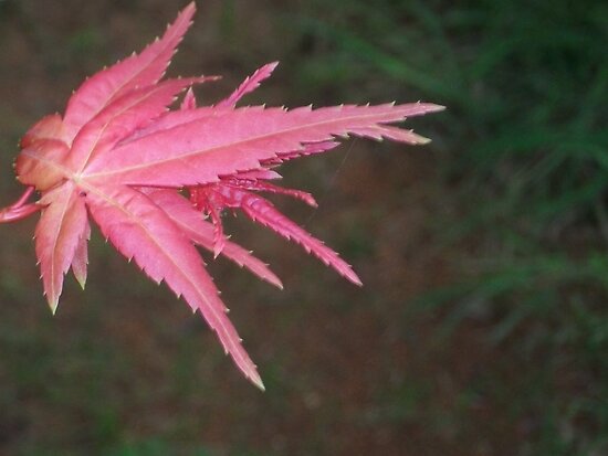 japanese maple leaf. Japanese Maple Leaf (view