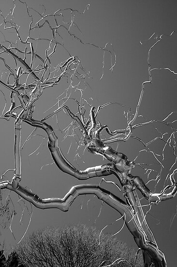 black and white photography trees. Black amp; White Photographers