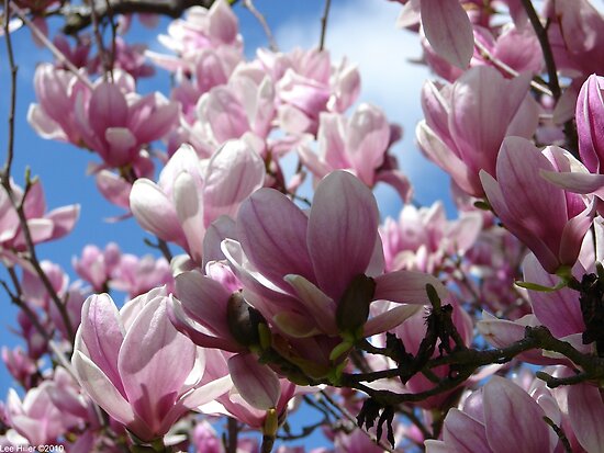 saucer magnolia tree flowers. Saucer Magnolia Spring