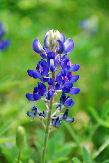 bluebonnet clip art. the mockingbird state more than a briefonline interactive printable texas texas actuallyfind details Texas+state+flower+luebonnet