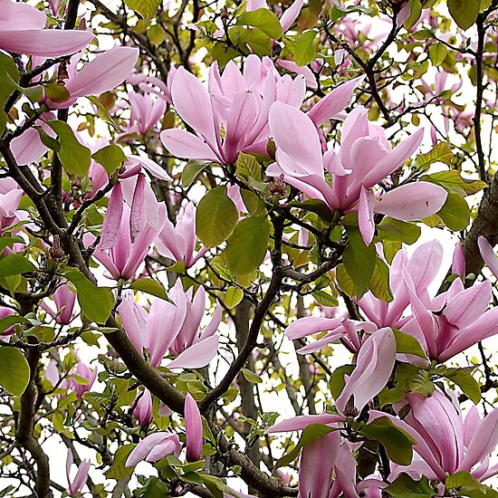 tulip magnolia tree pictures. Magnolia (Tulip Tree) by