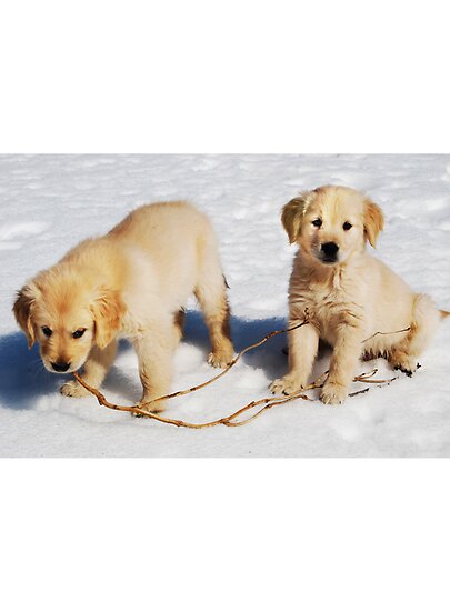 golden retriever puppies in the snow. quot;GOLDEN RETRIEVER PUPPIES