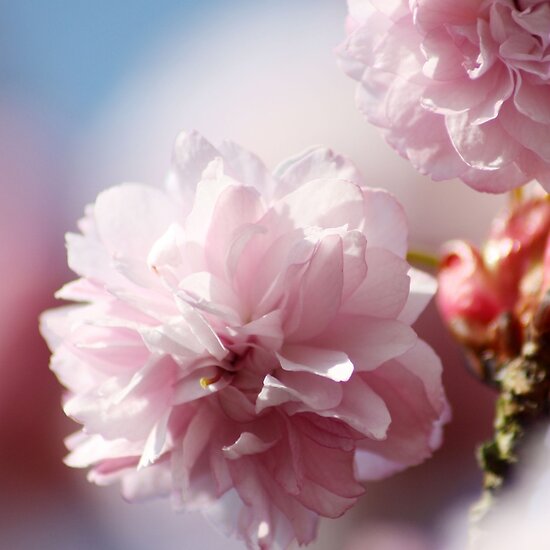 cherry tree blossom art. cherry tree blossoming.