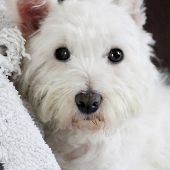 Chat Thread - Page 25 Work.5109512.1.flat,550x550,075,f.those-westie-eyes