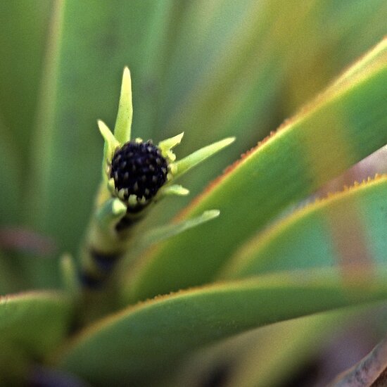 jarrah plant