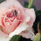 {the fly and the rose} by Brenda Smith