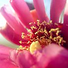 {cactus flower} by Brenda Smith