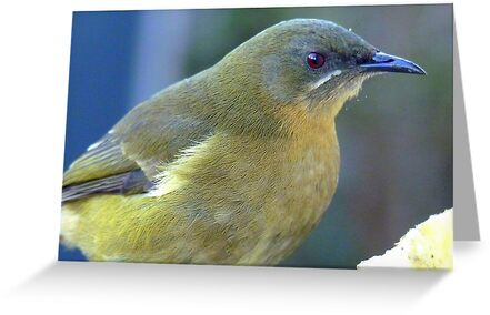 nz bell bird