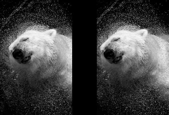 central park zoo. Polar Bear in Central Park Zoo
