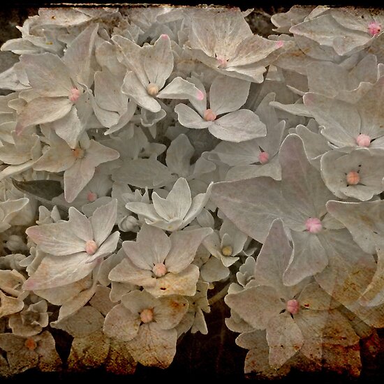 black and white photography flowers. lack and white photography