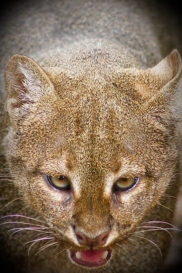 Eyra Or Jaguarundi