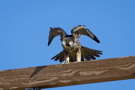 peregrine falcon in flight. Juvenile Peregrine Falcon by