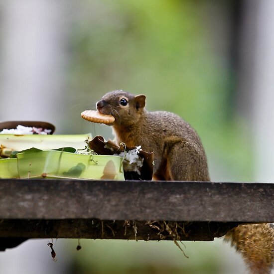 Callosciurus Notatus