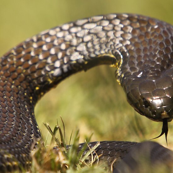 Here is a penis piercing chart. Enjoy. 1 Day Snake