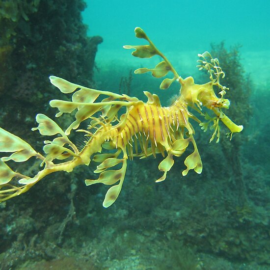 Leafy Sea Dragon. Leafy Sea Dragon by Matt Gibbs