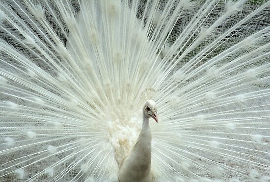 Albino Peacock by Christopher