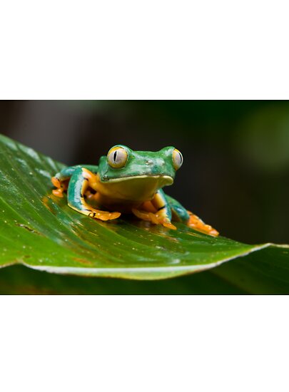 Pictures Of ْْ Green-Eyed Tree Frog - Free Green-Eyed Tree Frog pictures 