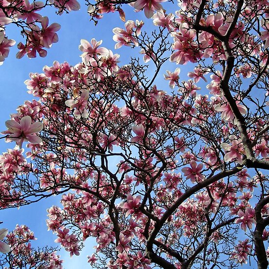 magnolia tree flower. A Magnolia flower tree by Joe