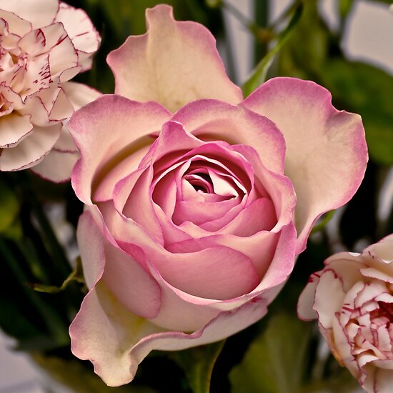 Single Pink Roses Pictures. Single pink rose belongs to