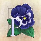 P is for Pansy