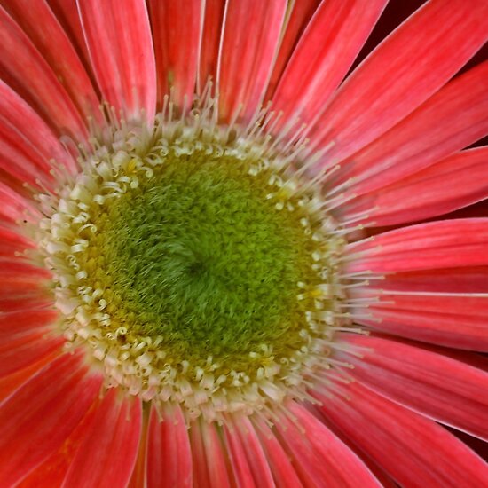 Red+daisy+flowers+pictures