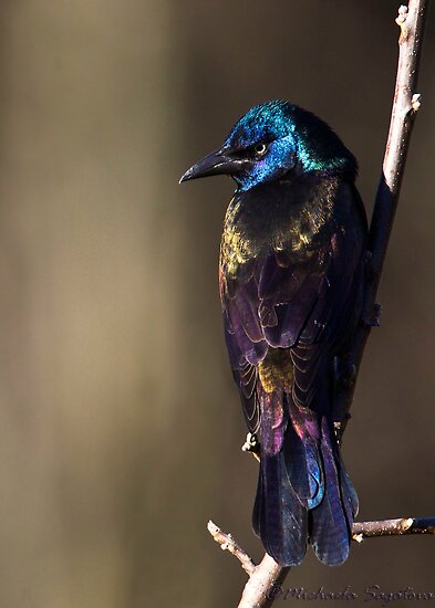 common grackle. Common Grackle female by