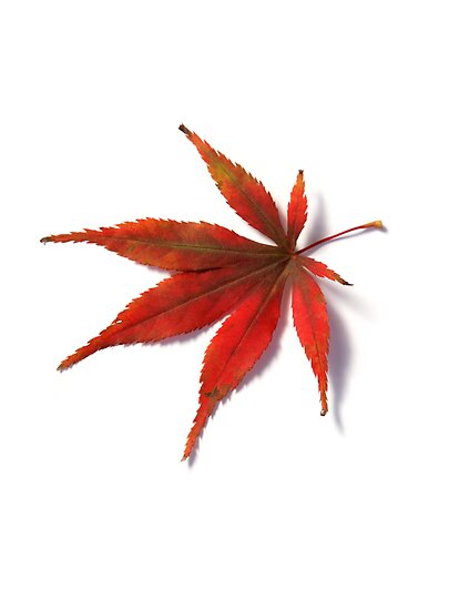 japanese maple tree leaf. Red leaf from Japanese Acer
