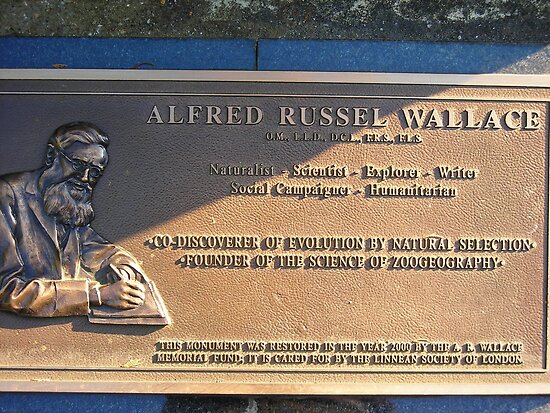 Alfred Russel Wallace Memorial By Pix Elation Redbubble