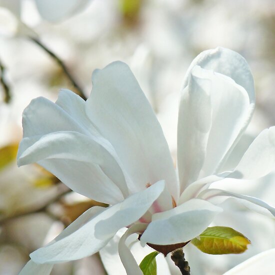 magnolia tree blossom. magnolia tree blossom.