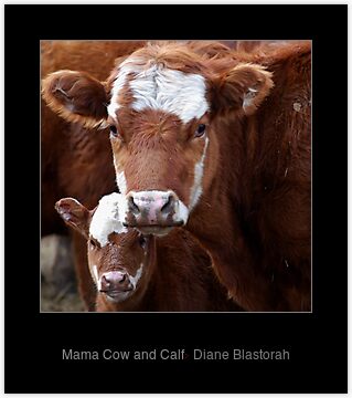 Mama Cow