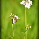 Bee Green by Luke Griffin (dieselphotographics.com)