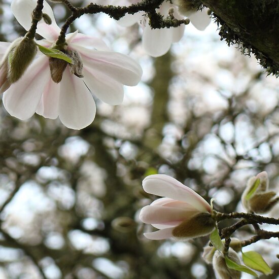 pink magnolia tree pictures. Flowering Tree Pink Magnolia