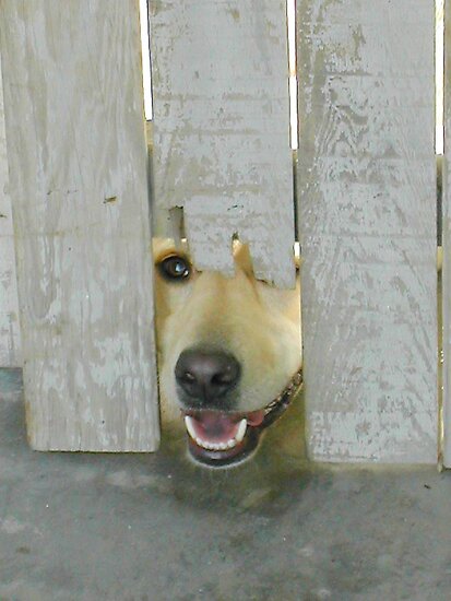 work.7094819.2.flat,550x550,075,f.yellow-lab-peeking-through-worn-white-fence-opening.jpg