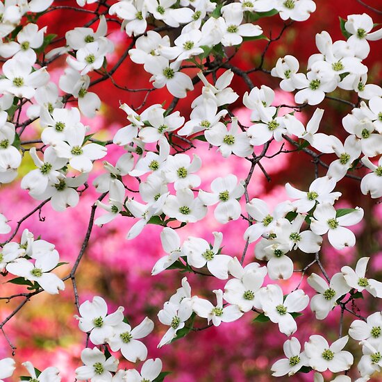 Dogwood+blossom