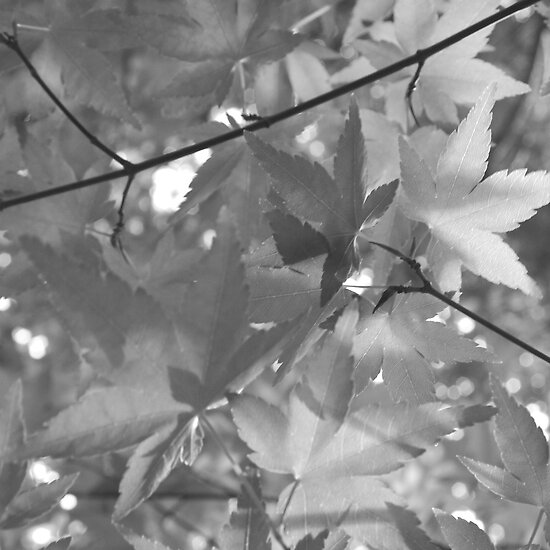 japanese maple leaves. Japanese Maple Leaves by allie