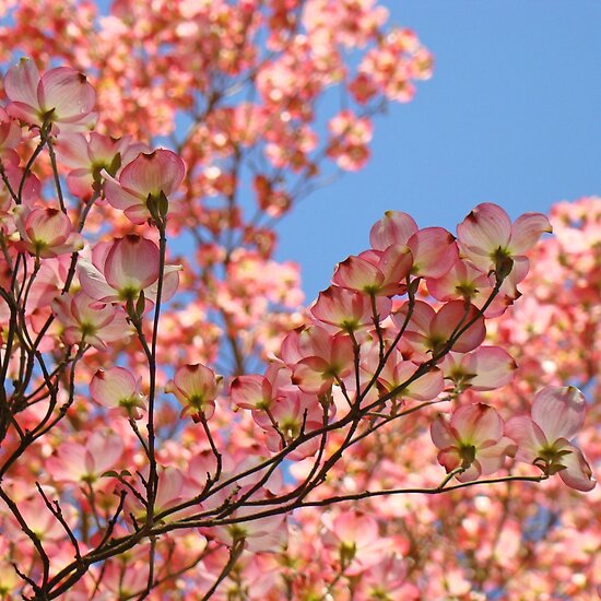 Dogwood+tree+blossom+pictures