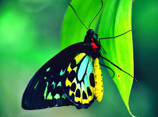 Cairns Birdwing butterfly by Caroline Duncan Cairns Birdwing butterfly by Caroline Duncan