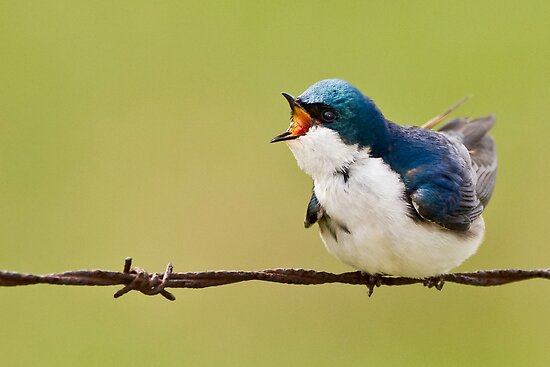 work.7323826.1.flat,550x550,075,f.wilma-im-home-tree-swallow-ottawa-ontario-canada.jpg