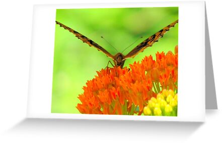Buy Postcards and Greeting Cards Buy Postcards and Greeting Cards