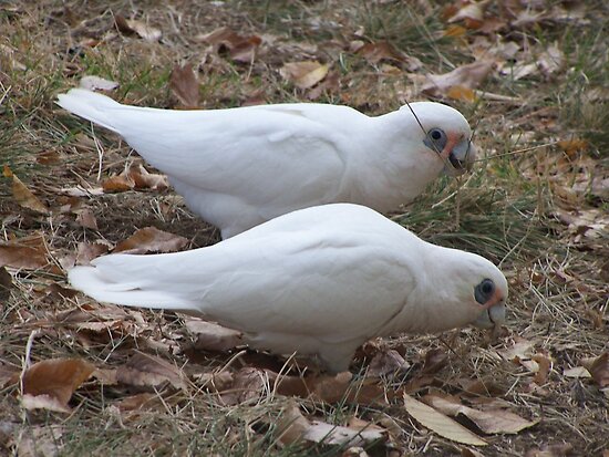 Corella X Galah