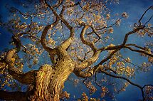 WON the 'From Underneath or Behind' challenge of group 'Cee's Fun Artsy Frie…' WON the 'From Underneath or Behind' challenge of group 'Cee's Fun Artsy Frie…'