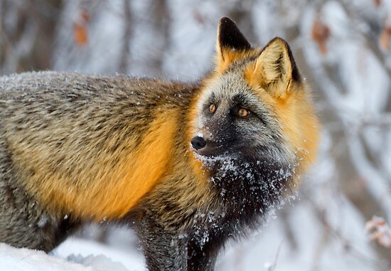 Image result for cross fox