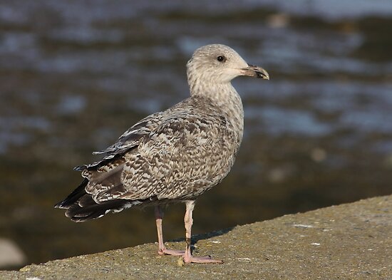 Why you never see baby seagulls - only full grown ones? : r/AskReddit