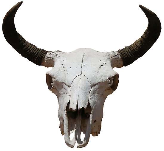 Bull skull tattoos, Cow skull art, Bull skulls