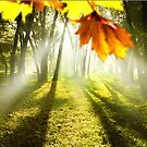 Forest Light