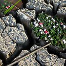 Emergence Of Life