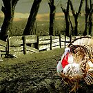 Country Turkey