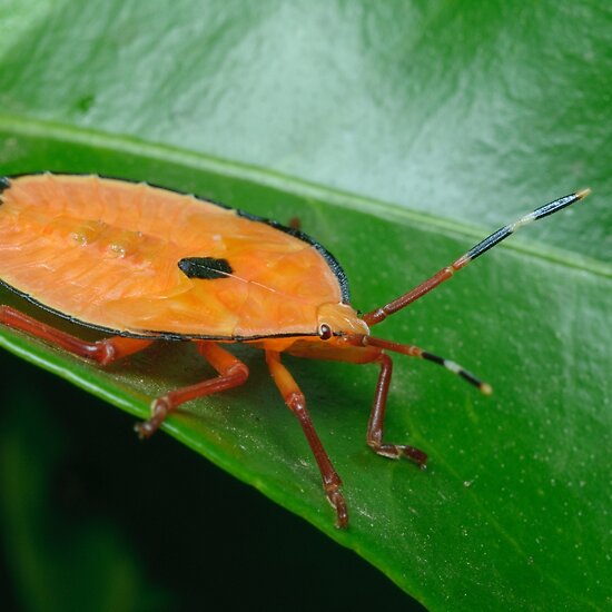Orange stink bug looking thing yahoo answers
